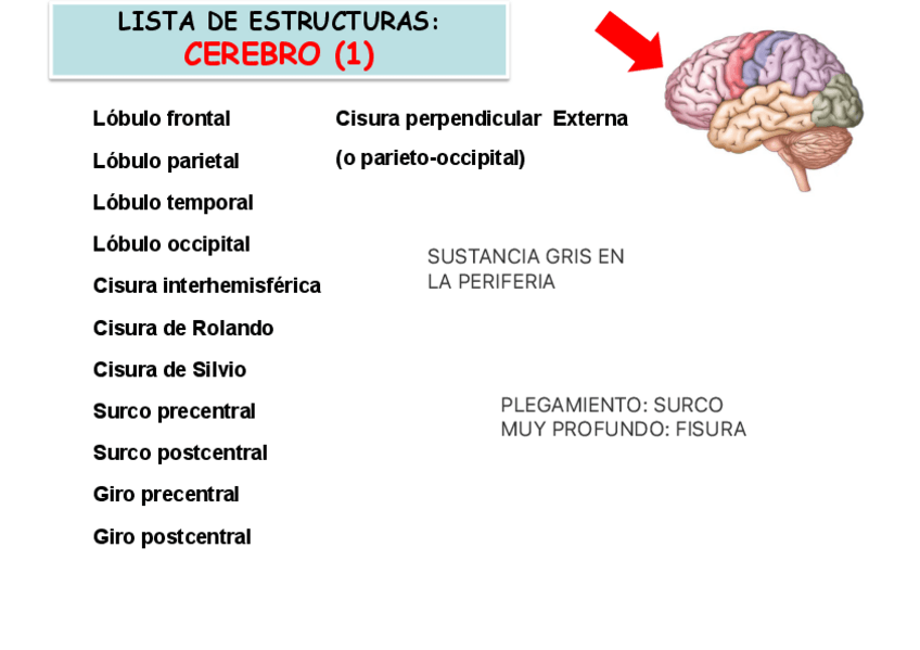 Miniatura del documento PRACTICA-CEREBRO.pdf