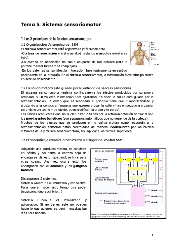 Miniatura del documento Tema-5-Sistema-sensoriomotor.pdf