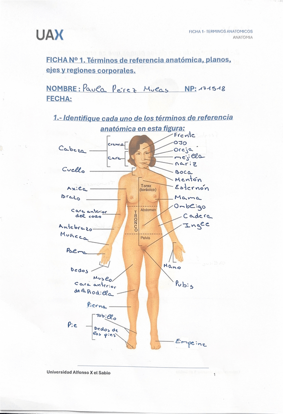 Miniatura del documento Ficha-1-anatomia.pdf
