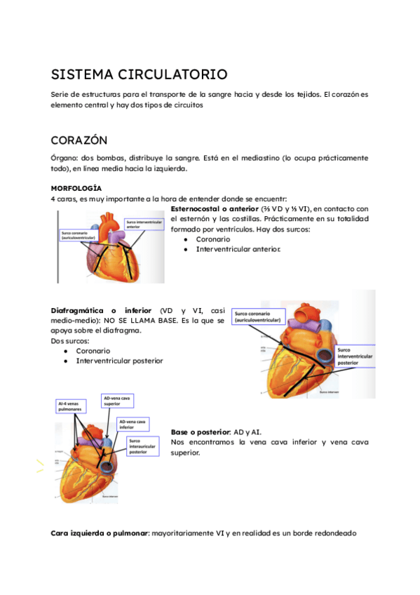 Miniatura del documento CIRCULATORIO.pdf.pdf