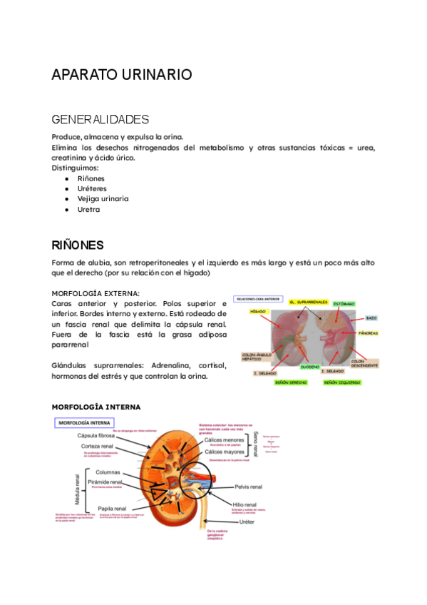 Miniatura del documento ANATOMIAURINARIO.pdf.pdf