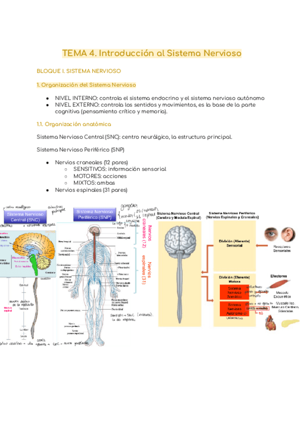 Miniatura del documento INTRODUCCION-AL-SISTEMA-NERVIOSO-FISIOLOGIA.pdf