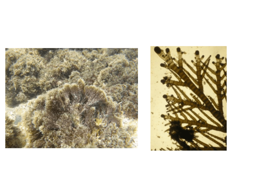 Miniatura del documento practicas-botanica.pdf