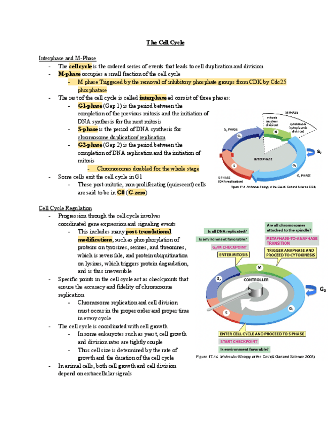 Miniatura del documento Cell-Cycle-Overview-and-Regulation-Notes-1.pdf