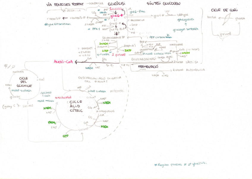 Miniatura del documento Esquema-temes-4-i-5-vies-metaboliques-2.pdf