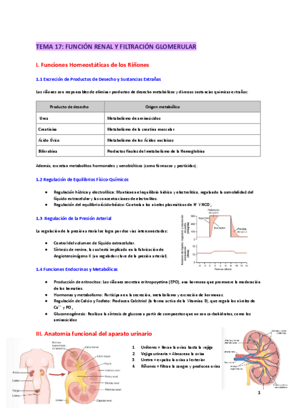 Miniatura del documento TEMA-17-FUNCION-RENAL-Y-FILTRACION-GLOMERULAR.pdf
