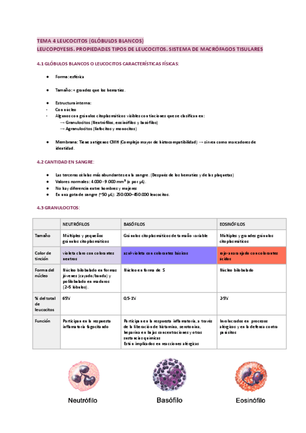 Miniatura del documento TEMA-4-LEUCOCITOS-LEUCOPOYESIS.-PROPIEDADES-TIPOS-DE-LEUCOCITOS.-SISTEMA-DE-MACROFAGOS-TISULARES.pdf