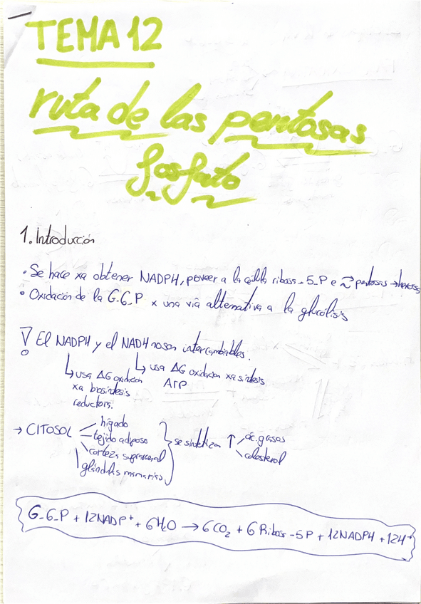 Miniatura del documento Tema-12-bioquimica-II.pdf