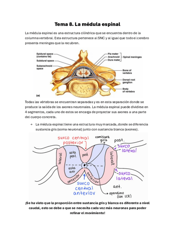 Miniatura del documento Tema-8.-La-medula-espinal.pdf