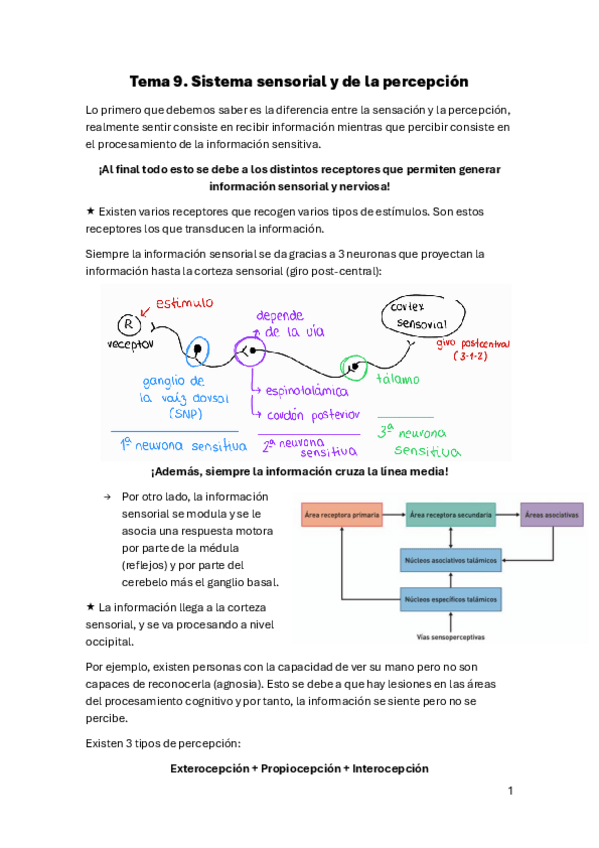 Miniatura del documento Tema-9.-Sistema-somatosensorial.pdf