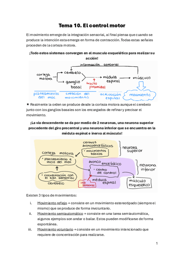 Miniatura del documento Tema-10.-El-control-motor.pdf