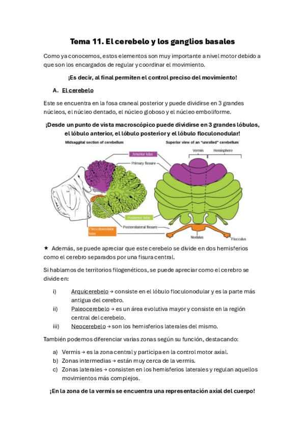 Miniatura del documento Tema-11.-El-cerebelo-y-los-ganglios-basales.pdf