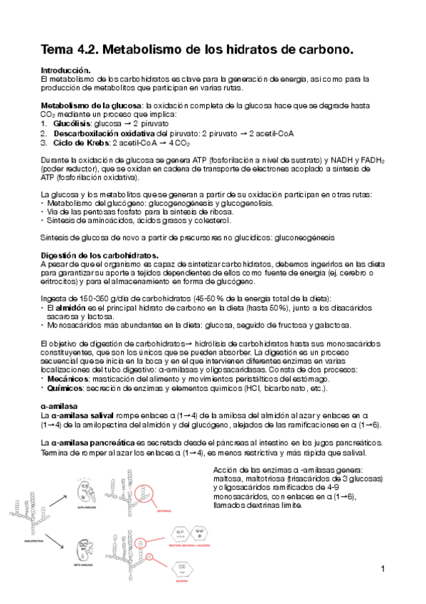 Miniatura del documento T4.2-Bioquimica.pdf
