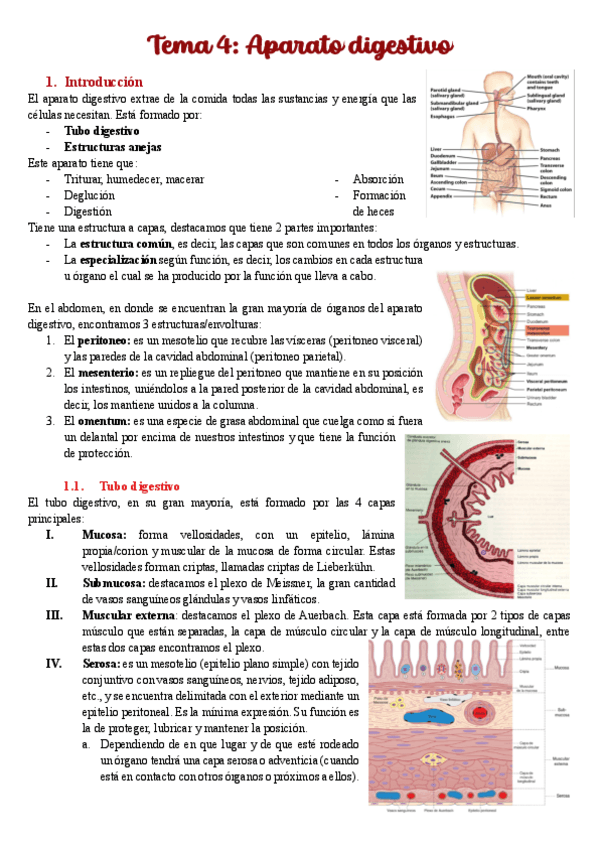 Miniatura del documento T4-aparato-digestivo.pdf