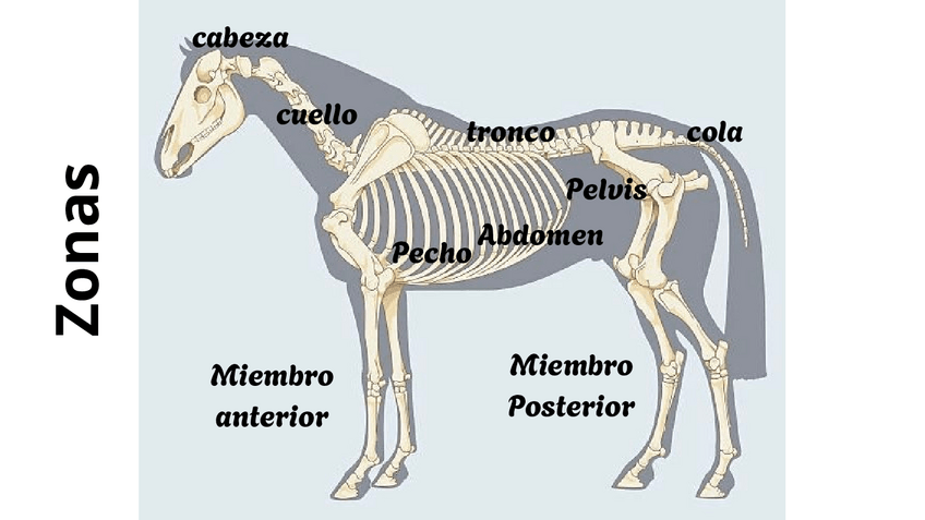 Miniatura del documento Direcciones.pdf
