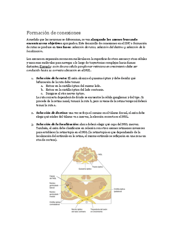 Miniatura del documento Tema-3-Plasticidad-y-desarrollo-PARTE-2.pdf