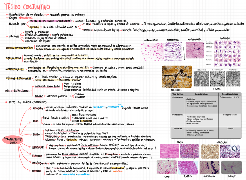 Miniatura del documento TEMA-16-TEJIDO-CONJUNTIVO-ADIPOSO-CARTILAGINOSO-Y-OSEO.pdf