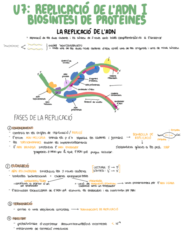 Miniatura del documento tema-7replicacio-ADN-i-biosintesi-de-proteines.pdf