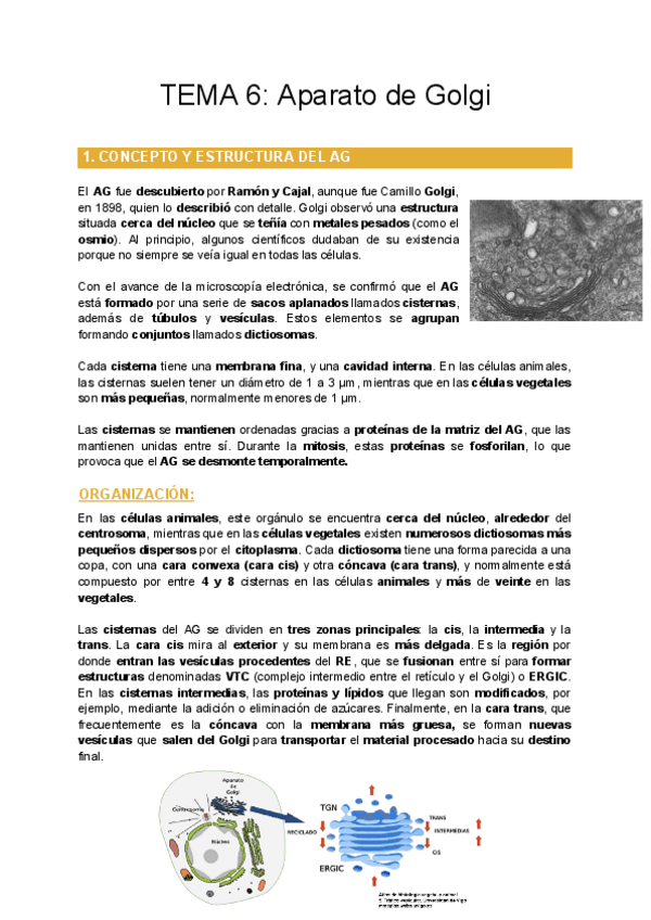Miniatura del documento TEMA-6-Aparato-de-Golgi.pdf