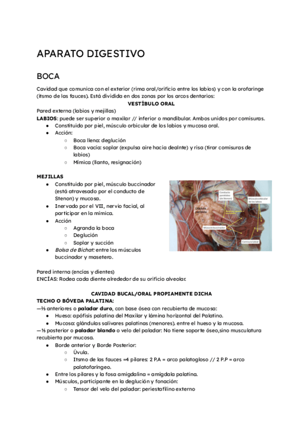 Miniatura del documento ANATOMIADIGESTIVO.pdf.pdf