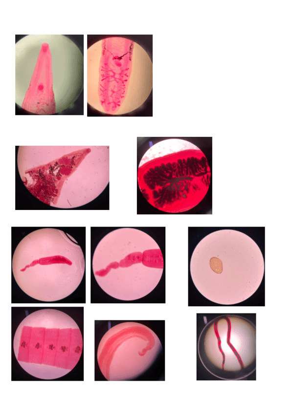 Miniatura del documento Practicas-fotos sin nombre para practicar-.pdf.pdf