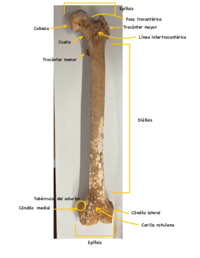 Miniatura del documento actividad-describir-huesos.pdf