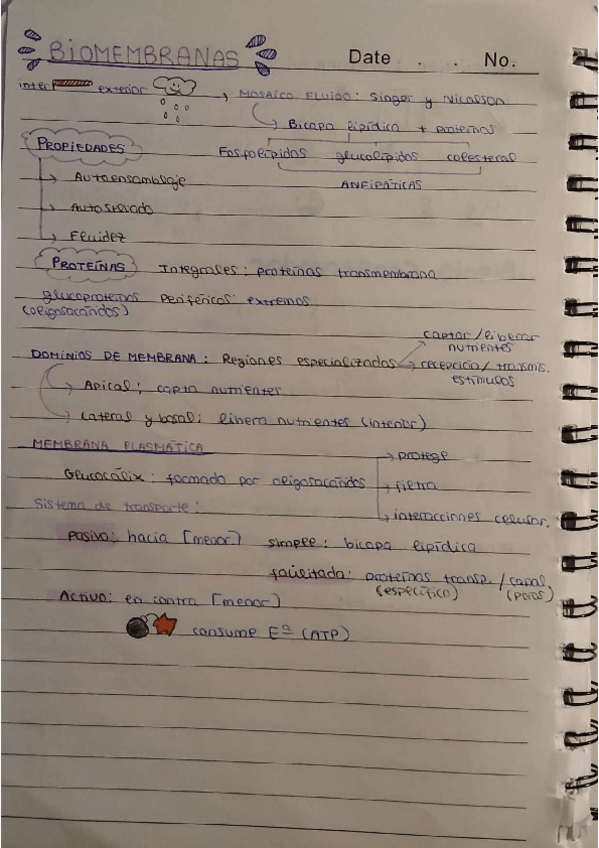 Miniatura del documento BIOMEMBRANAS.pdf