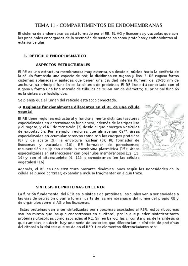 Miniatura del documento TEMA-11.-Compartimentos-de-endomembranas.docx