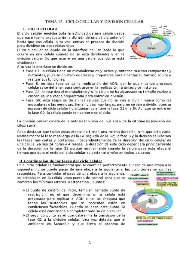 Miniatura del documento TEMA-12.-Ciclo-celular-y-division-celular.docx