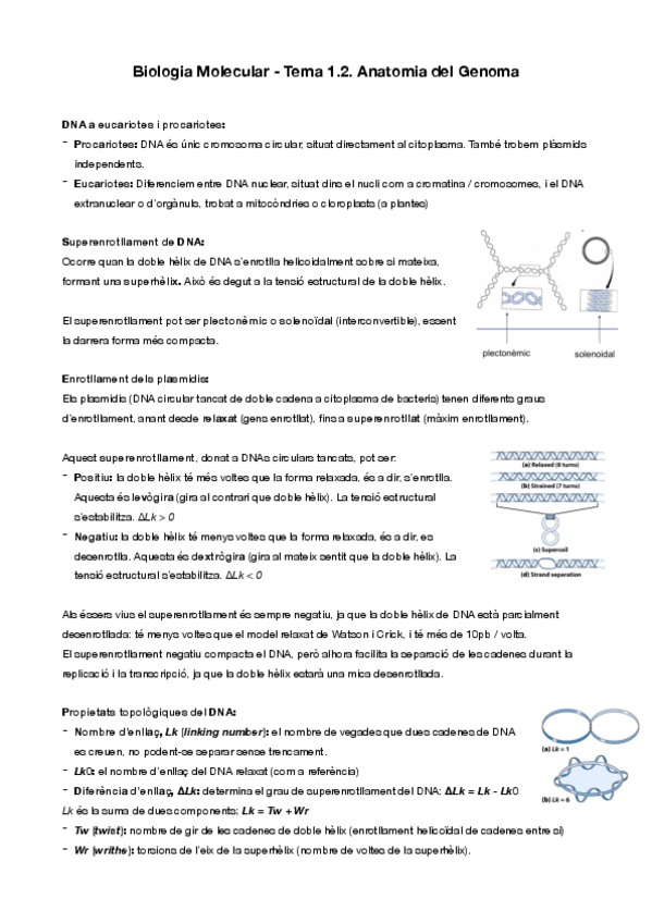 Miniatura del documento Biologia-Molecular-i-Genomica-Tema-1.2.-Anatomia-del-Genoma.pdf