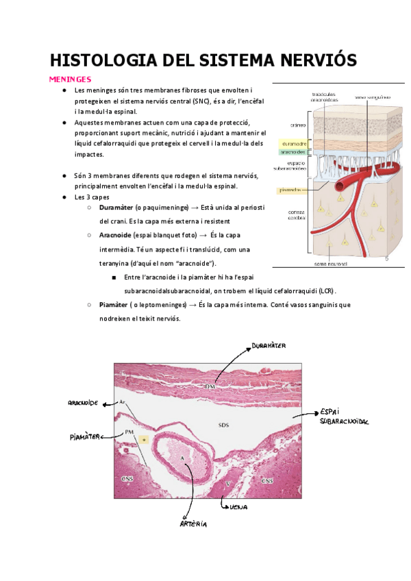 Miniatura del documento 2.-HISTOLOGIA-DEL-SISTEMA-NERVIOS.pdf