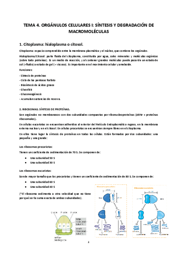 Miniatura del documento TEMA-4.-ORGANULOS-CELULARES.-SINTESIS-Y-DEGRADACION-DE-MACROMOLECULAS.pdf