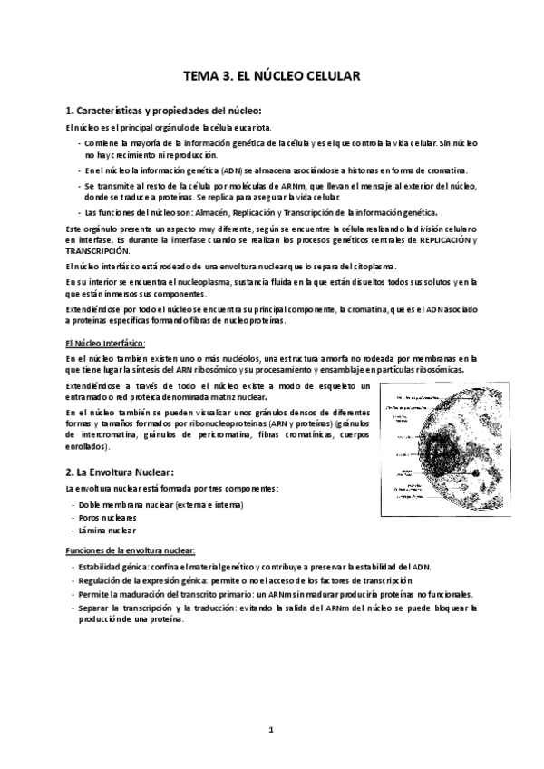 Miniatura del documento TEMA-3.-NUCLEO-CELULAR.pdf