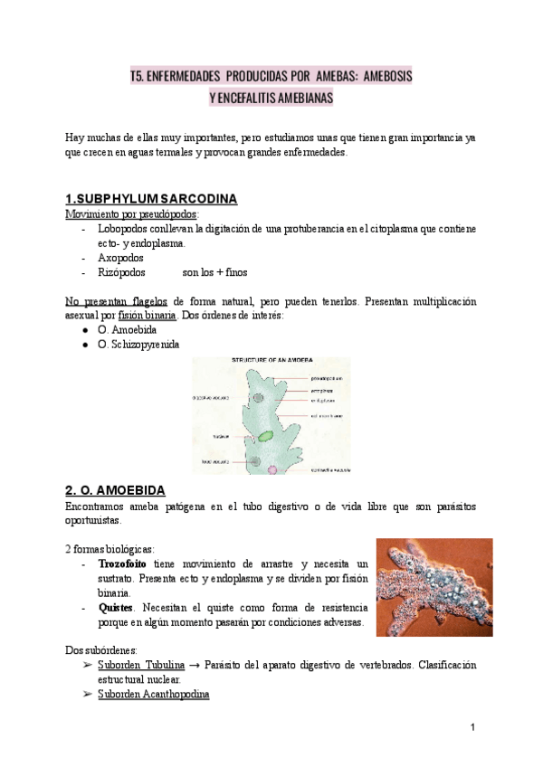 Miniatura del documento PARASITOLOGIA-T5.-ENFERMEDADES-PRODUCIDAS-POR-AMEBAS-AMEBOSIS-Y-ENCEFALITIS-AMEBIANAS.pdf