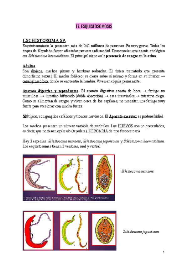 Miniatura del documento PARASITOLOGIA-T7.-ESQUISTOSOMOSIS.pdf