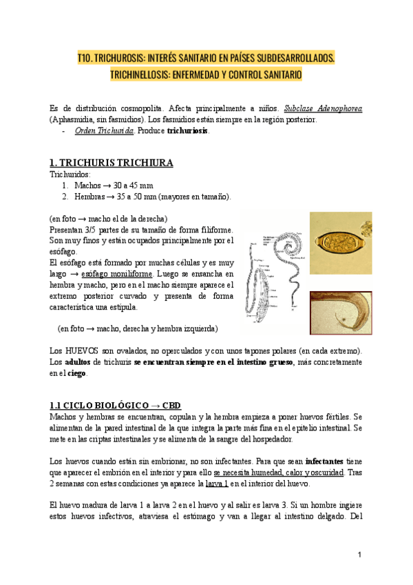 Miniatura del documento PARASITOLOGIA-T10.-TRICHUROSIS-INTERES-SANITARIO-EN-PAISES-SUBDESARROLLADOS.-TRICHINELLOSIS-ENFERMEDAD-Y-CONTROL-SANITARIO.pdf