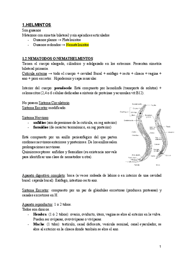 Miniatura del documento SEM-3-GENERALIDADES-NEMATODOS.pdf