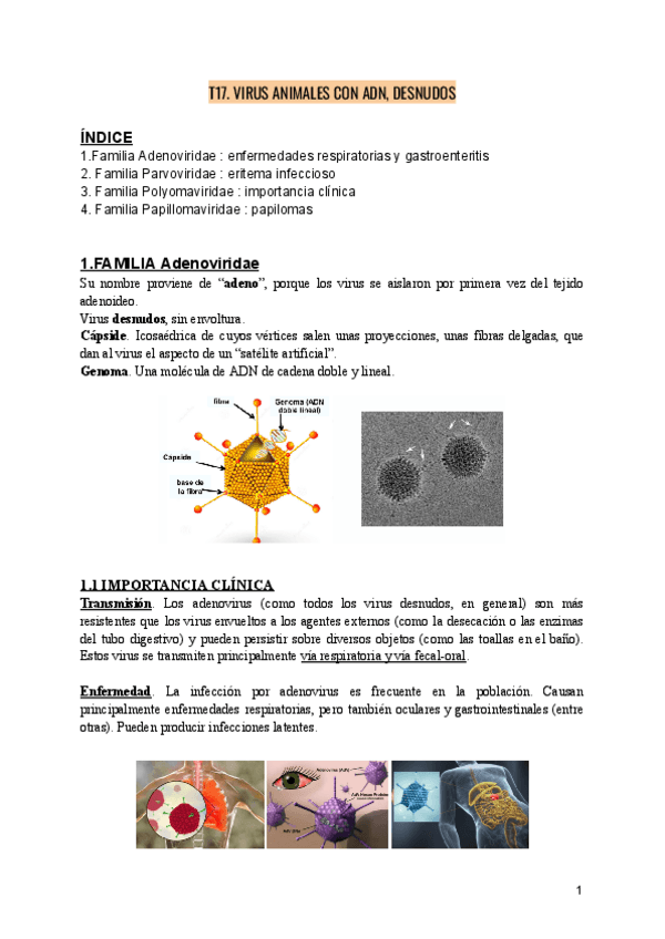 Miniatura del documento VIROLOGIA-T17.-VIRUS-ANIMALES-CON-ADN-DESNUDOS.pdf