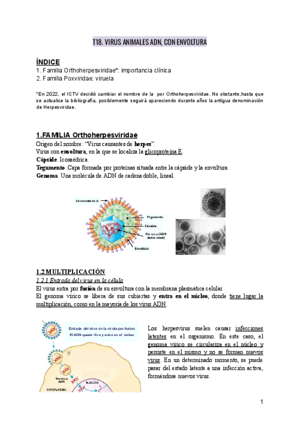 Miniatura del documento VIROLOGIA-T18.-VIRUS-ANIMALES-ADN-CON-ENVOLTURA.pdf