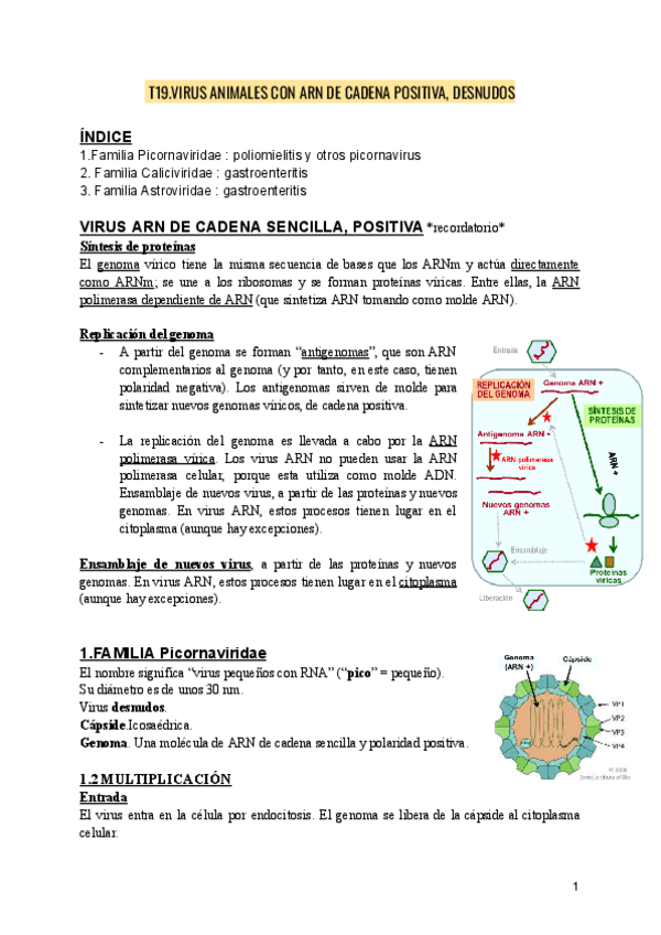 Miniatura del documento VIROLOGIA-T19.VIRUS-ANIMALES-CON-ARN-DE-CADENA-POSITIVA-DESNUDOS.pdf