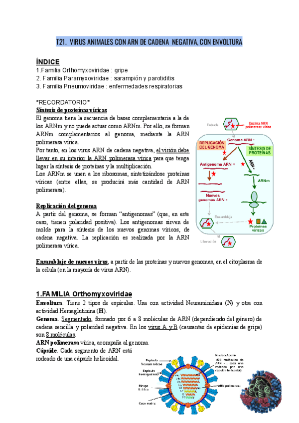 Miniatura del documento VIROLOGIA-T21.-VIRUS-ANIMALES-CON-ARN-DE-CADENA-NEGATIVA-CON-ENVOLTURA.pdf