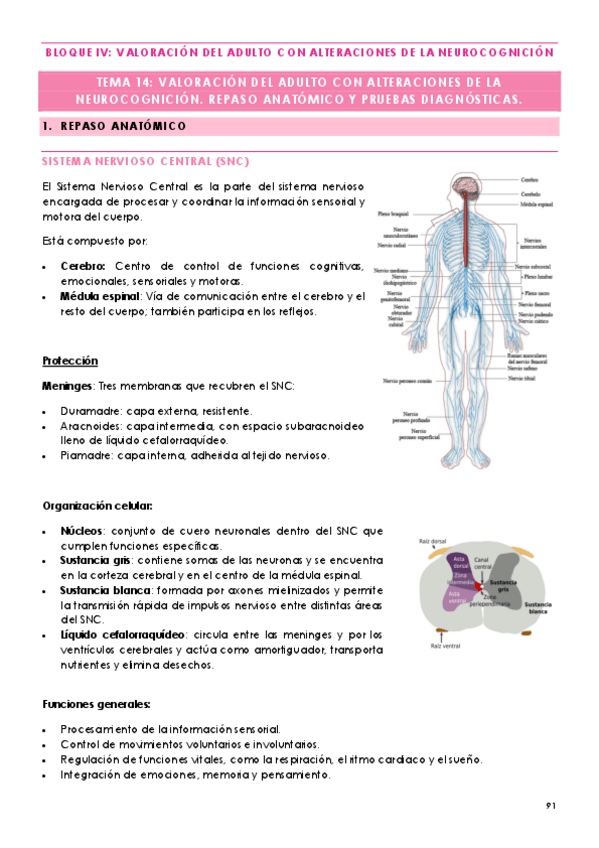 Miniatura del documento TEMA-14-VALORACION-DEL-ADULTO-CON-ALTERACIONES-DE-LA-NEUROCOGNICION.-REPASO-ANATOMICO-Y-PRUEBAS-DIAGNOSTICAS..pdf
