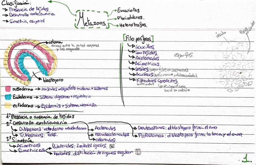Miniatura del documento resumen-metazoos.pdf