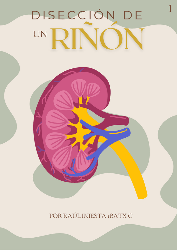 Miniatura del documento Diseccion-de-un-Rinon.pdf