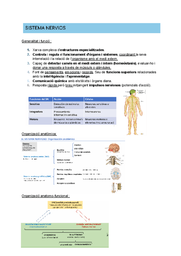 Miniatura del documento SISTEMA-NERVIOS.pdf