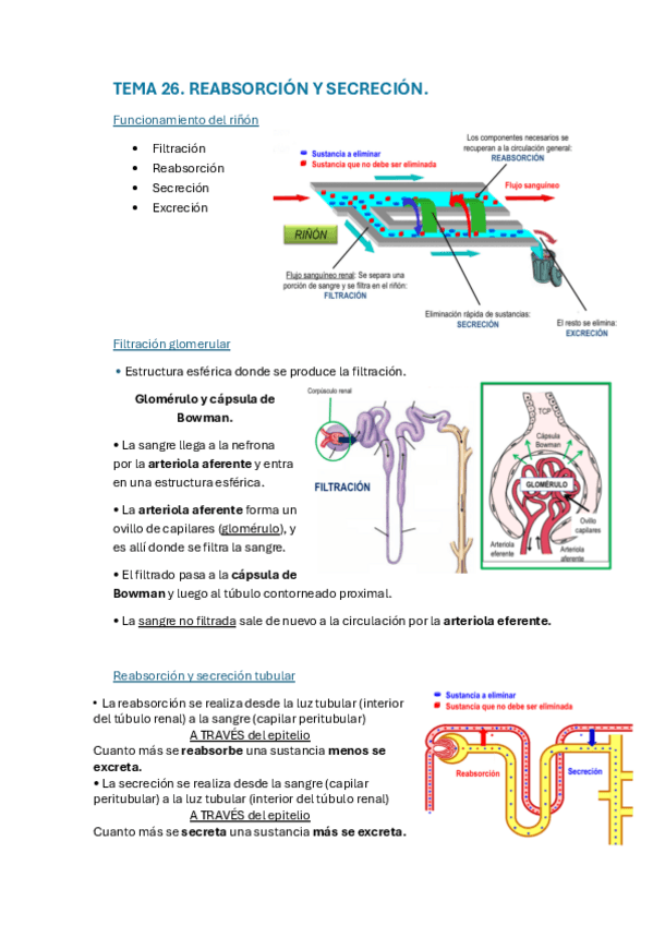 Miniatura del documento TEMA-26.-REABSORCION-Y-SECRECION.-RINON.pdf