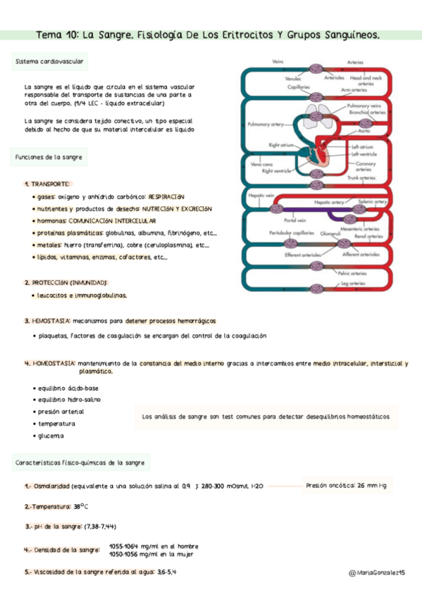 Miniatura del documento MG.-Tema-10-La-Sangre.-Fisiologia-De-Los-Eritrocitos-Y-Grupos-Sanguineos..pdf