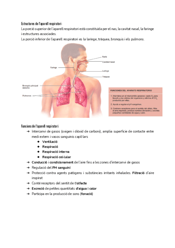 Miniatura del documento S.-Respiratori.pdf