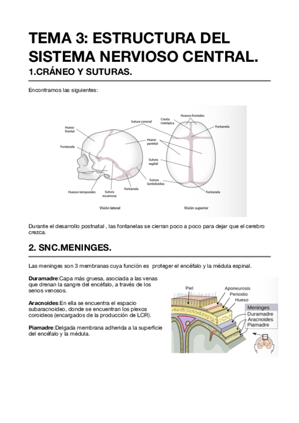 Miniatura del documento Tema-3-fisiologia.pdf