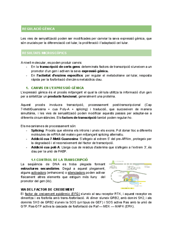 Miniatura del documento T7-REGULACIO-GENICA.pdf